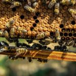 Čebelarstvo se ukvarja z gojitvijo čebel z namenom pridobivanja njihovih proizvodov