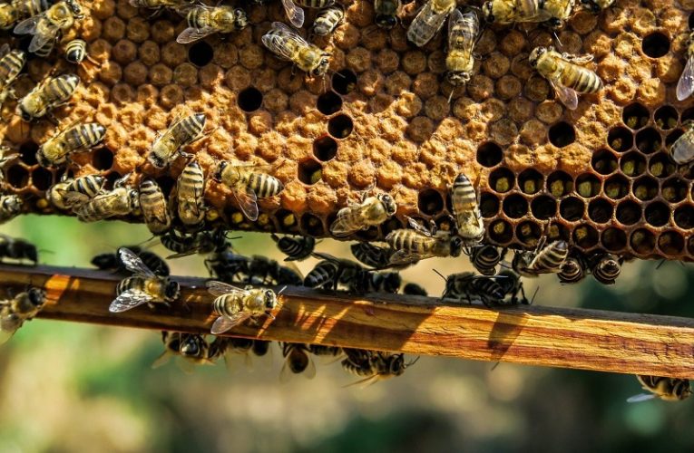 Čebelarstvo je en najlepših poklicev