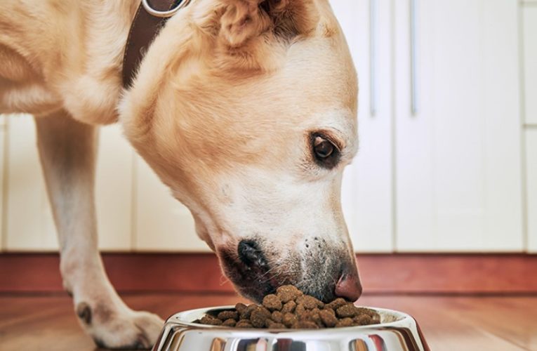 Izbira vrste hrane za psa je odvisna od številnih dejavnikov