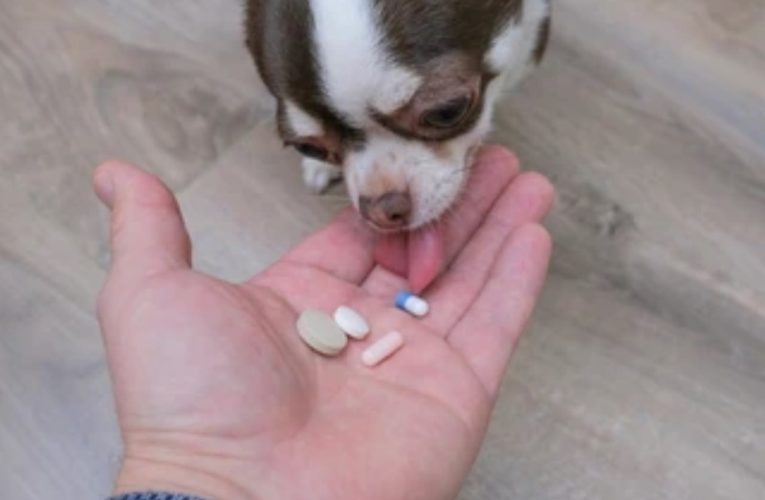 Zakaj so vitamini za pse tako pomembni?