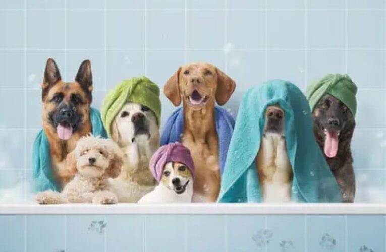Kakšen šampon za pse izbrati?