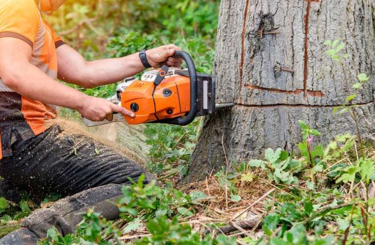 Najboljša bencinska motorna žaga Husqvarna za domačo uporabo